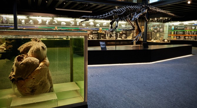 Dauerausstellung «Woher wir kommen». Diese Zeitreise führt Sie in die Urgeschichte des Menschen und noch viel weiter zurück zur Entwicklungsgeschichte des Lebens und der Entstehung der Erde. Folgen Sie dem Zeitstrahl: vom Urknall über die frühesten Fossilien zu den Fischen, Amphibien, Reptilien, Vögeln und Säugetieren bis zum Menschen.